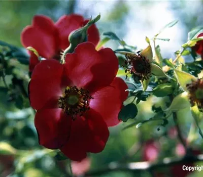 Rosa moyesii 'Geranium' STR III