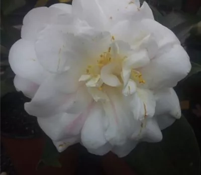 Camellia japonica 'Angela Cocchi' Camellia japonica 'Angela Cocchi'