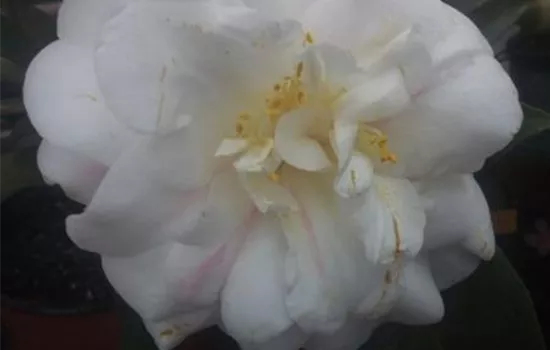 Camellia japonica 'Angela Cocchi' Camellia japonica 'Angela Cocchi'