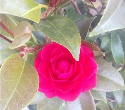 Camellia japonica 'Black Lace' Camellia japonica 'Black Lace'