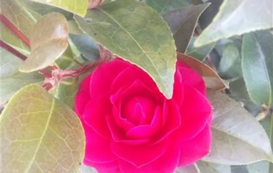 Camellia japonica 'Black Lace' Camellia japonica 'Black Lace'