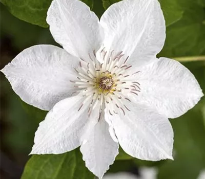 Clematis 'Forever Friends' Clematis 'Forever Friends'