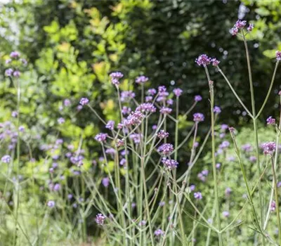 Verbena bonariensis 'Violetta' Verbena bonariensis 'Violetta'