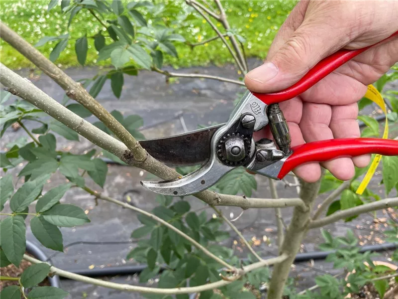 Gehölz-Schnittseminar