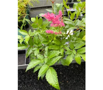 Astilbe thunbergii 'Straußenfeder'