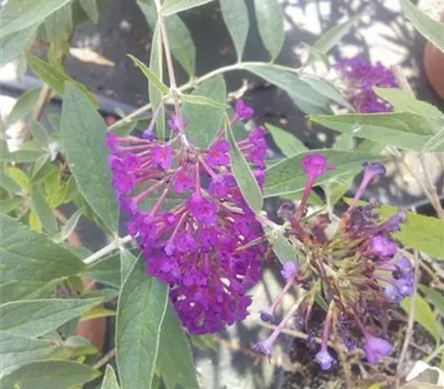 Buddleja 'Nanho Purple' Buddleja 'Nanho Purple'