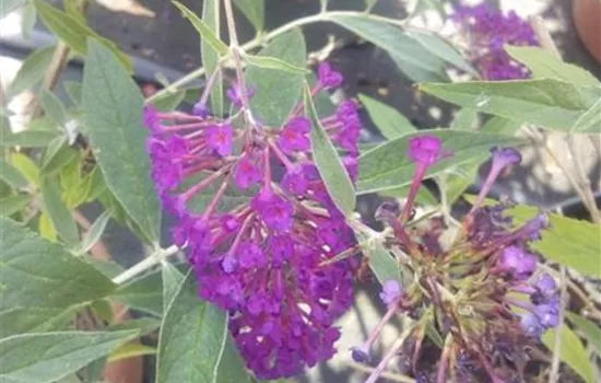 Buddleja 'Nanho Purple' Buddleja 'Nanho Purple'