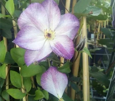 Clematis 'Pernille' PBR Clematis 'Pernille' PBR