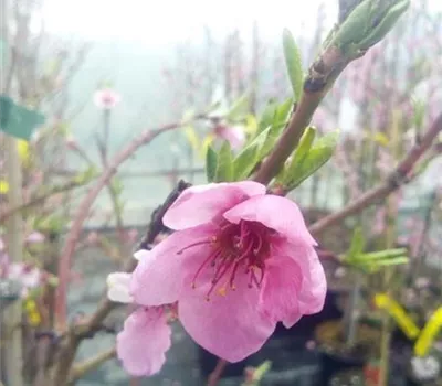 Prunus persica 'Benedicte' CAC Prunus persica 'Benedicte' CAC