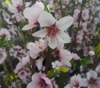 Prunus persica 'Rt. Weinbergpf. Dhein' CAC Prunus persica 'Rt. Weinbergpf. Dhein' CAC