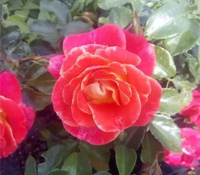 Rosa 'Airbrush' -R- BT III
