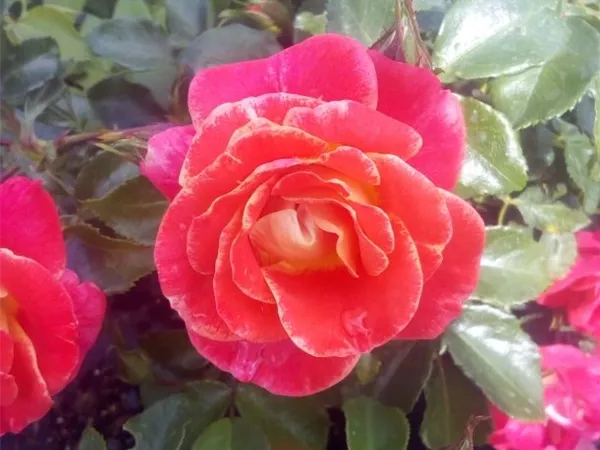 Rosa 'Airbrush' -R- BT III