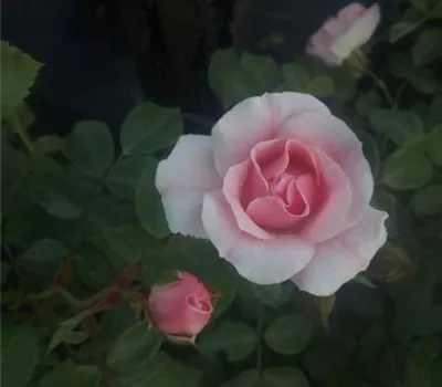 Rosa 'Bonica 82' -R- BT III