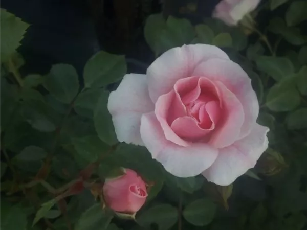 Rosa 'Bonica 82' -R- BT III