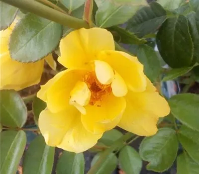 Rosa 'Lemon Fizz' -R- BT III Rosa 'Lemon Fizz' -R- BT III