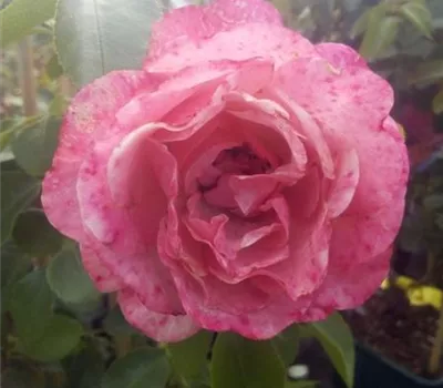 Rosa 'Leonardo da Vinci' -R- BT IV