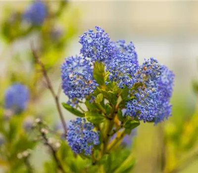 Ceanothus impressus 'Victoria' Ceanothus impressus 'Victoria'