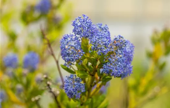 Ceanothus thyrsifl.repens, Flachwachsende Sckelblume - GartenBaumschule  Fuhs