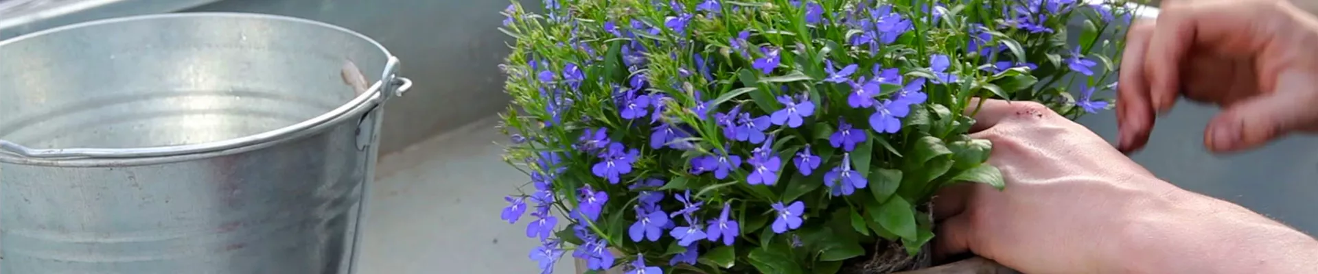 Hängende Lobelie - Einpflanzen in ein Gefäß (thumbnail)
