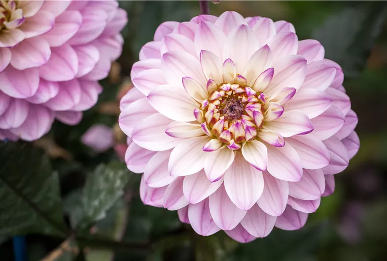 Dahlia Dahlia