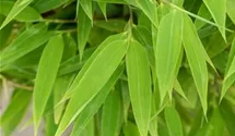 Fargesia Moontears, Bambus 'Moontears' - GartenBaumschule Fuhs