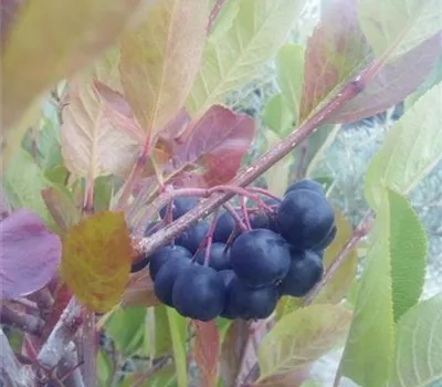 Aronia melanocarpa 'Nero' Aronia melanocarpa 'Nero'