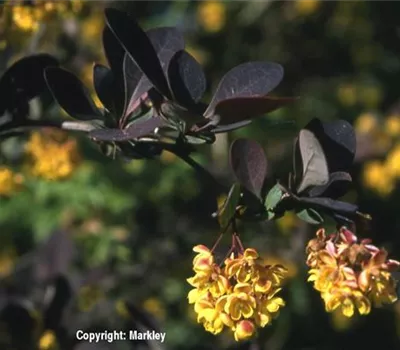 Berberis thunbergii 'Atropurpurea' Berberis thunbergii 'Atropurpurea'