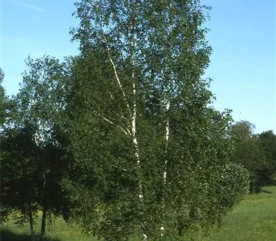 Betula pendula Betula pendula