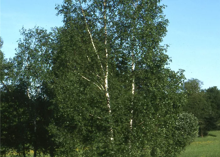Betula pendula