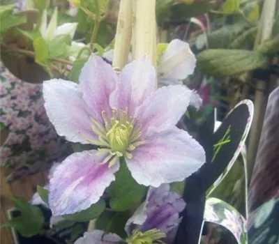 Clematis 'Piilu' Clematis 'Piilu'