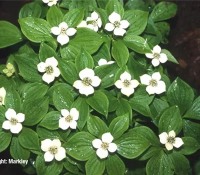 Cornus canadensis Cornus canadensis