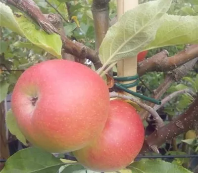 Malus 'Danziger Kantapfel' CAC Malus 'Danziger Kantapfel' CAC