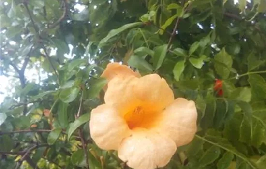 Punica granatum Punica granatum