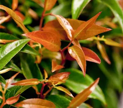 Leucothoe keiskei 'Royal Ruby' Leucothoe keiskei 'Royal Ruby'