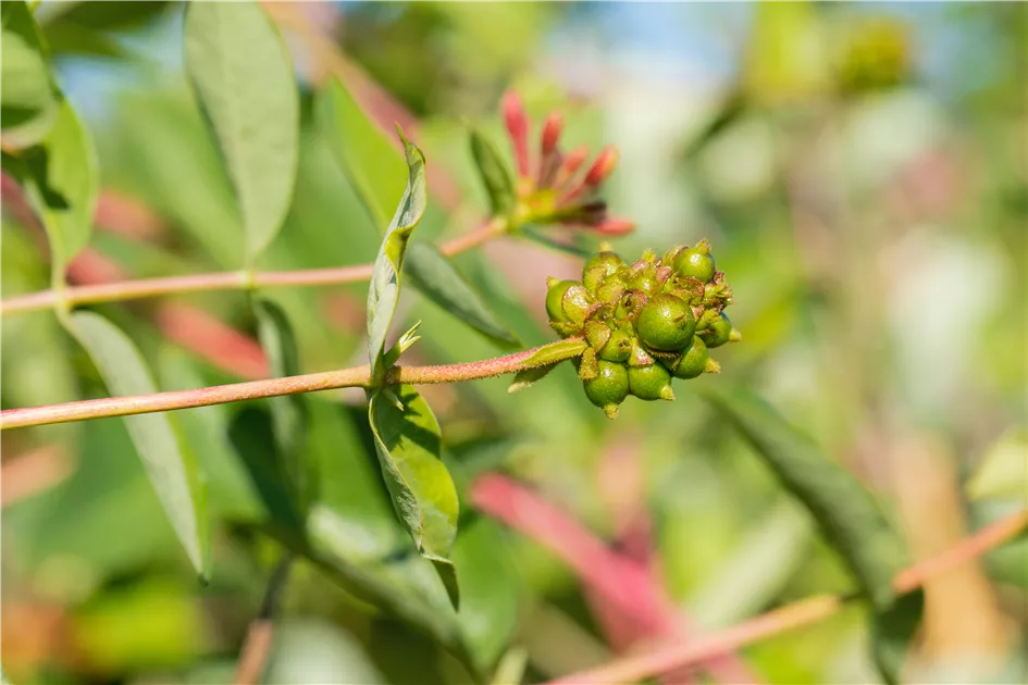 Lonicera caprifolium, Jelngerjelieber - GartenBaumschule Fuhs