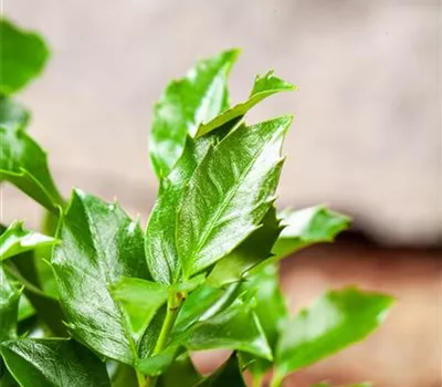 Ilex meserveae 'Blue Maid' -R-